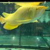 Types Of Aquarium Fish For Good Luck |chili red arowana | crossback arowana | leichardti arowana | arowana jardini for sale | blue arowana for sale | arowana dying symptoms | arowana albino price | blood arowana | golden arowana timberland oak | Green arowana | arowana jardini for sale | blue arowana for sale | platinum arowana for sale | african arowana for sale | jardini arowana for sale | black arowana for sale | albino arowana for sale | baby arowana for sale | arowana for sale in california | pearl arowana for sale | buy arowana fish online | where to buy asian arowana in usa | where can i buy arowana fish | where to buy arowana fish || 24k Golden Arowana Fish - 24k Golden Arowana Fish for sale