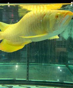 Types Of Aquarium Fish For Good Luck |chili red arowana | crossback arowana | leichardti arowana | arowana jardini for sale | blue arowana for sale | arowana dying symptoms | arowana albino price | blood arowana | golden arowana timberland oak | Green arowana | arowana jardini for sale | blue arowana for sale | platinum arowana for sale | african arowana for sale | jardini arowana for sale | black arowana for sale | albino arowana for sale | baby arowana for sale | arowana for sale in california | pearl arowana for sale | buy arowana fish online | where to buy asian arowana in usa | where can i buy arowana fish | where to buy arowana fish || 24k Golden Arowana Fish - 24k Golden Arowana Fish for sale