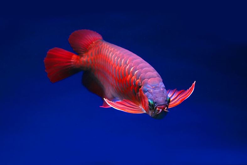 Arowana for Sale