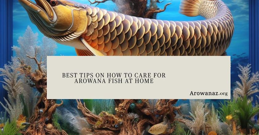 Best Tips on How to Care for Arowana Fish at Home