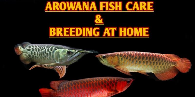 How to care for arowana fish at home