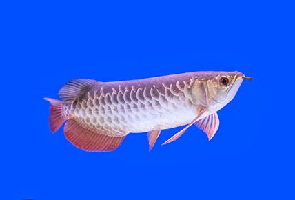 Where Can I Buy Arowana Fish online