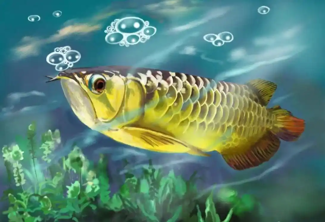 Where to buy Arowana fish near me