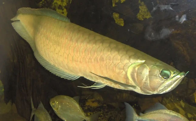 Where to buy Arowana fish near me