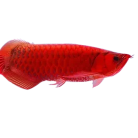 Super Red Arowana