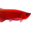 red arowana | red arowana for sale | red arowana fish for sale in usa | red arowana price | chilly red arowana | chili red arowana | super red arowana | longfin red arowana| red arowana illegal |blood red arowana | Buy Super Red Arowana at cheap price | Buy Super Red Arowana | Super Red Arowana for sale