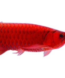 red arowana | red arowana for sale | red arowana fish for sale in usa | red arowana price | chilly red arowana | chili red arowana | super red arowana | longfin red arowana| red arowana illegal |blood red arowana | Buy Super Red Arowana at cheap price | Buy Super Red Arowana | Super Red Arowana for sale