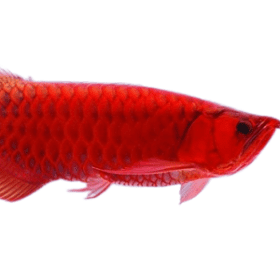 Buy Super Red Arowana online