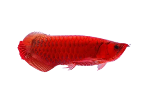 Buy Super Red Arowana at cheap price | Red Arowana for sale