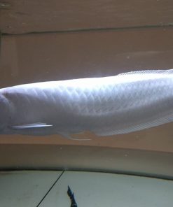 Platinum Arowana for Sale UK | Platinum arowana for sale USA | platinum arowana | platinum arowana price | platinum arowana for sale | platinum arowana fish | platinum arowana size | Platinum Arowana For Sale - Platinum Arowana for Sale in UK