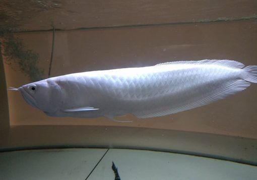 Platinum Arowana for Sale UK | Platinum arowana for sale USA | platinum arowana | platinum arowana price | platinum arowana for sale | platinum arowana fish | platinum arowana size | Platinum Arowana For Sale - Platinum Arowana for Sale in UK