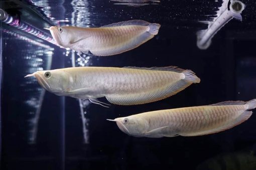 Arowana Argenté dans l'aquarium