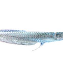 silver arowana for sale | silver arowana tank size | silver arowana price | silver arowana fish | albino silver arowana | silver arowana size | full grown silver arowana | silver arowana fishing | silver arowana tank mates | silver arowana full size | baby silver arowana | silver arowana care | Buy silver arowana online - Silver arowana fish for sale