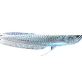 Silver Arowana for Sale