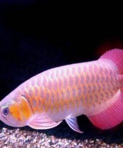 arowana fish for sale | banjar red arowana for sale | Buy Arapaima Arowana Fish | Buy Banjar Red Arowana | Buy Banjar Red Arowana legally | banjar red arowana price | banjar red arowana vs super red | Buy banjar red arowana online | banjar red arowana size | banjar red arowana | banjar red arowana tank size | Buy Banjar Red Arowana Fish online