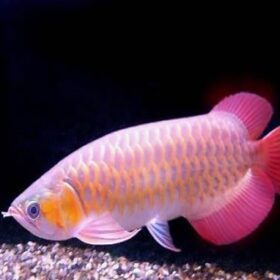 Banjar Red Arowana