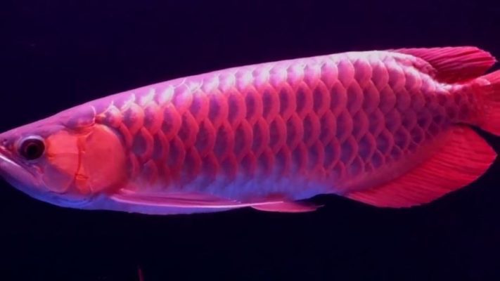 Best place to buy Arowana fish