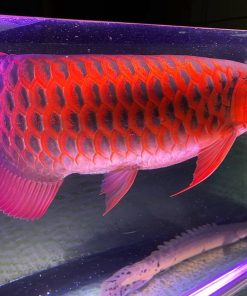 Buy Chili Red Arowana Fish | buy super red arowana online | red arowana cost | arowana for sale near me | super chili red arowana | arowana for sale in usa | super red arowana for sale |arowana fish for sale online | red asian arowana for sale | Asian arowana fish