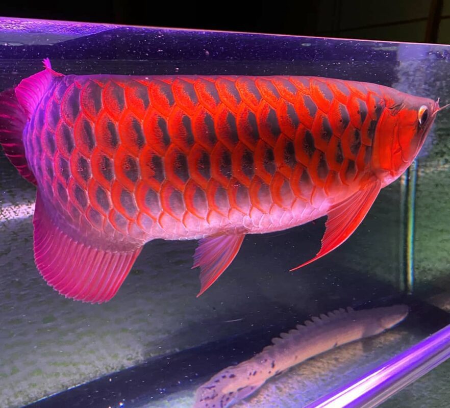 Buy Chili Red Arowana Fish | buy super red arowana online | red arowana cost | arowana for sale near me | super chili red arowana | arowana for sale in usa | super red arowana for sale |arowana fish for sale online | red asian arowana for sale | Asian arowana fish