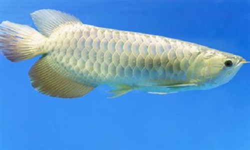 Jardini arowana for sale