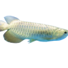 jardini arowana | Jardini arowana for sale | jardini arowana tank size | jardini arowana size | jardini arowana for sale online | red jardini arowana | jardini arowana max size | jardini arowana tank mates | golden jardini arowana | arowana fish for sale - Baby arowana for sale - Buy jardini arowana online