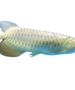 jardini arowana | Jardini arowana for sale | jardini arowana tank size | jardini arowana size | jardini arowana for sale online | red jardini arowana | jardini arowana max size | jardini arowana tank mates | golden jardini arowana | arowana fish for sale - Baby arowana for sale - Buy jardini arowana online