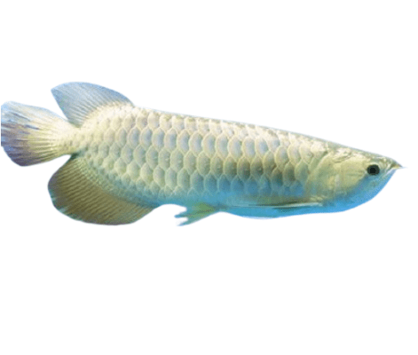 jardini arowana | Jardini arowana for sale | jardini arowana tank size | jardini arowana size | jardini arowana for sale online | red jardini arowana | jardini arowana max size | jardini arowana tank mates | golden jardini arowana | arowana fish for sale - Baby arowana for sale - Buy jardini arowana online