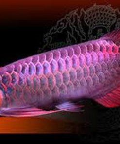 best Malaysian Red Arowana, buy Arowana fish online, buy Malaysian Red Arowana online, cheap Malaysian Red Arowana, Malaysian Red Arowana, Malaysian Red Arowana for sale, Malaysian Red Arowana for sale in Europe, Malaysian Red Arowana for sale in U.K, Malaysian Red Arowana for sale worldwide, Malaysian Red Arowana for sell, Malaysian Red Arowana for sell in Europe, Malaysian Red Arowana for sell in U.S, Malaysian Red Arowana for sell in United state, Malaysian Red Arowana sales