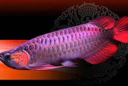 best Malaysian Red Arowana, buy Arowana fish online, buy Malaysian Red Arowana online, cheap Malaysian Red Arowana, Malaysian Red Arowana, Malaysian Red Arowana for sale, Malaysian Red Arowana for sale in Europe, Malaysian Red Arowana for sale in U.K, Malaysian Red Arowana for sale worldwide, Malaysian Red Arowana for sell, Malaysian Red Arowana for sell in Europe, Malaysian Red Arowana for sell in U.S, Malaysian Red Arowana for sell in United state, Malaysian Red Arowana sales