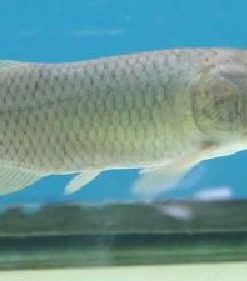 arowana for sale near me | arowana for sale in usa | baby black arowana for sale | arowana fish for sale online | live arowana fish for sale | black arowana fish for sale | baby arowana for sale | african arowana size | african arowana aquarium | african arowana care | african arowana fish | african arowana for sale | african arowana size | african arowana tank size | arowana for sale in usa | australian arowana | buy african arowana fish online | Buy African Arowana online