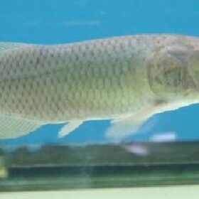 African Arowana Fish