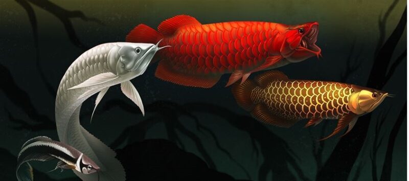 Blue Platinum Arowana