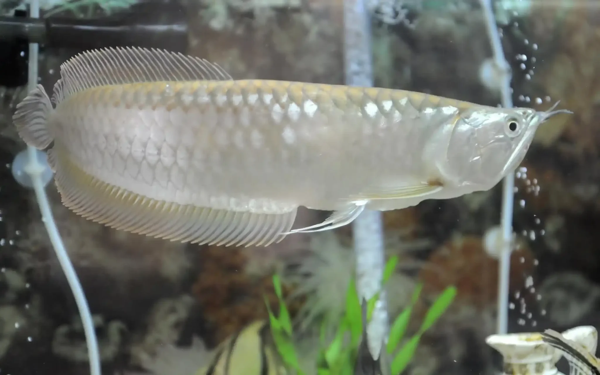 Platinum Arowana