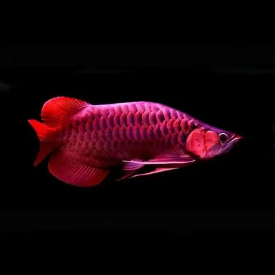 Red Arowana Fish for Sale | Banjar red arowana max size