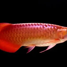 Red Arowana