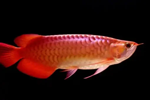 Super Red Arowana