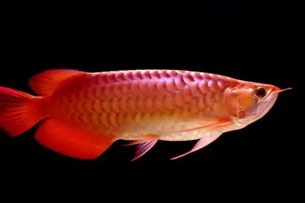 Red Arowana Fish for Sale online