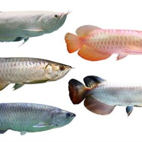 Arowana Fish Sale