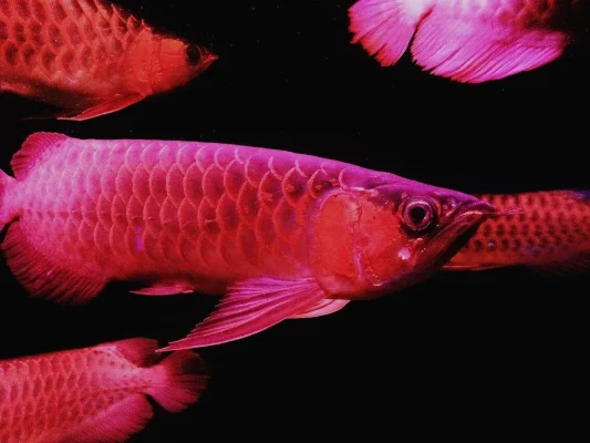 Arowana Fish for Sale