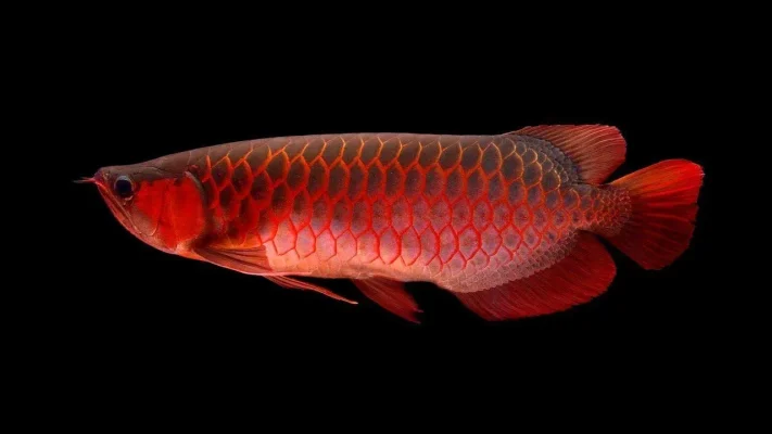 Red Arowana Fish for Sale from Arowanaz.org