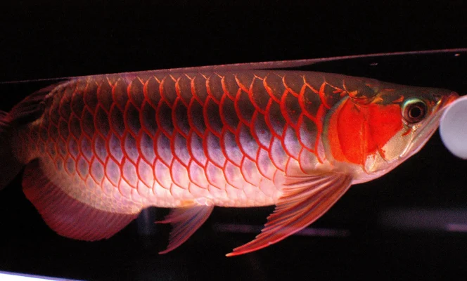 Arowana For Sale | Buy Arowana Fish Online | arowanaz.org - Arowana Fish for Sale Online