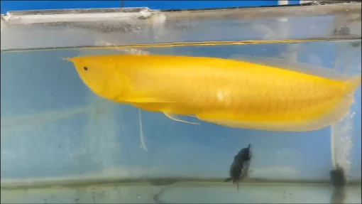 Configuration d'aquarium pour Arowana