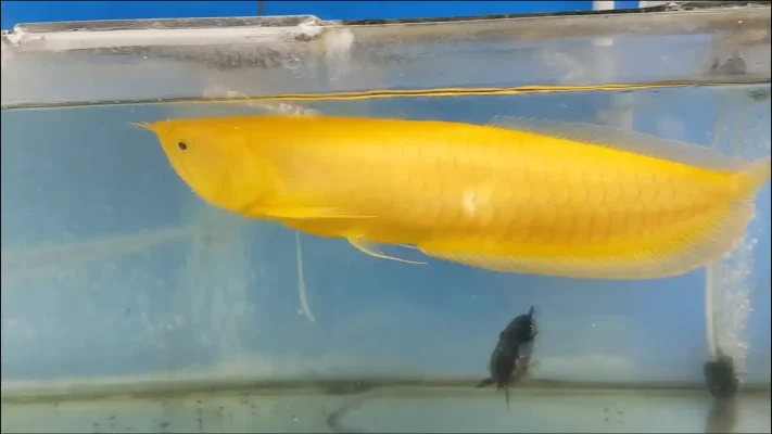 Arowana Fish Tank Setup