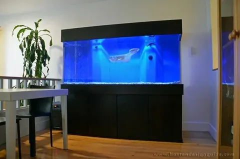 Arowana Fish Tank Setups