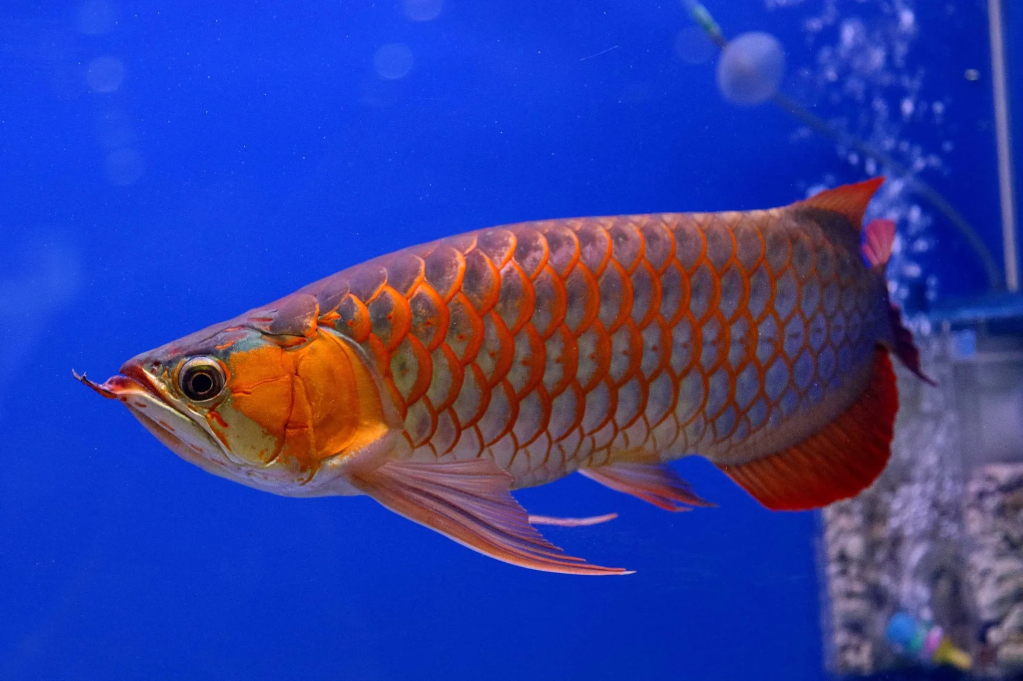 Arowana Varieties