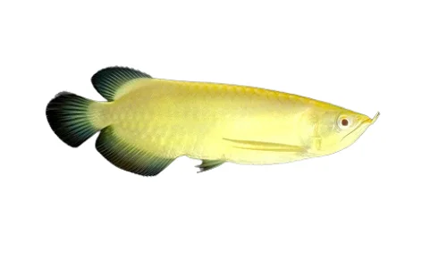 How Much Are Arowana Fish