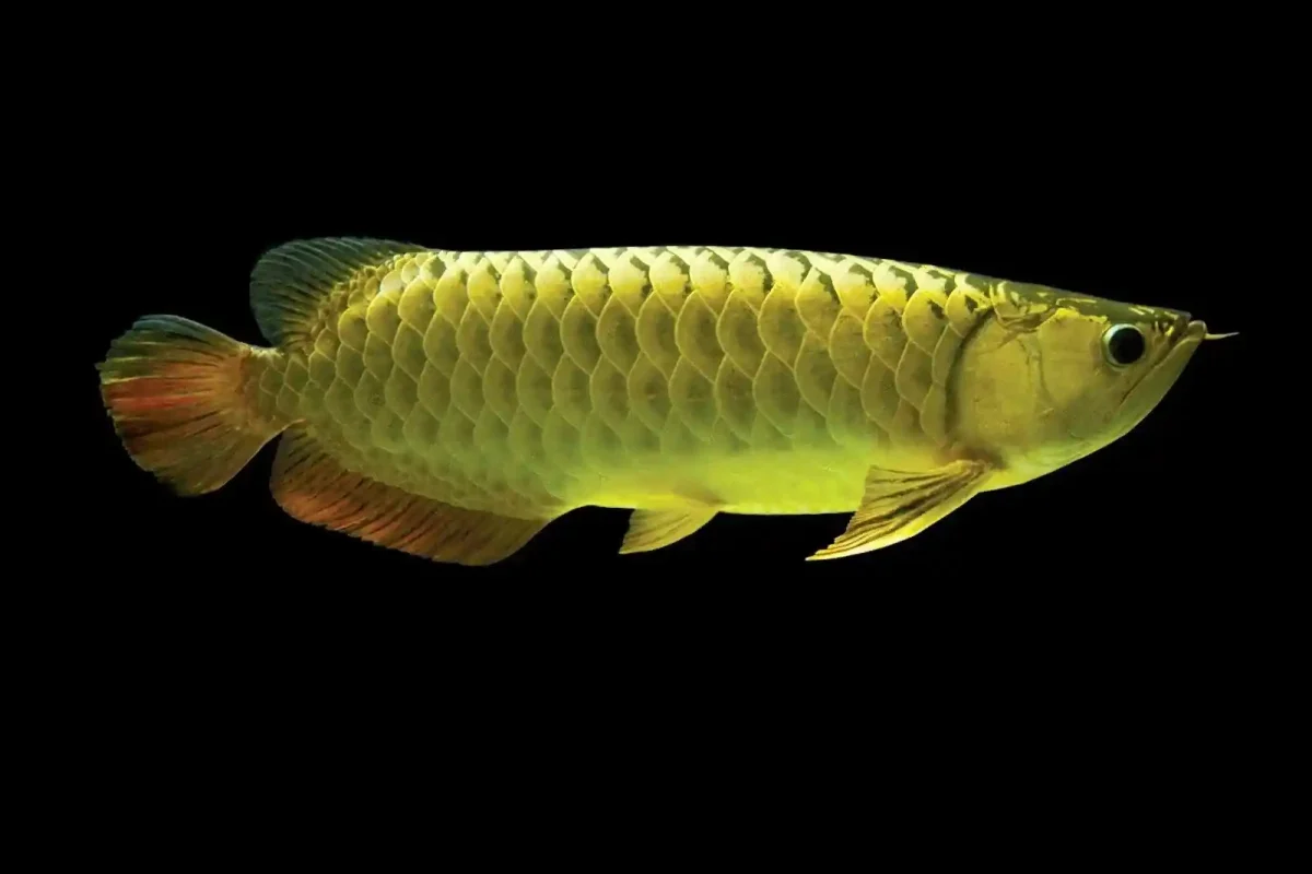 Where to Find Ancient Arowana Totk