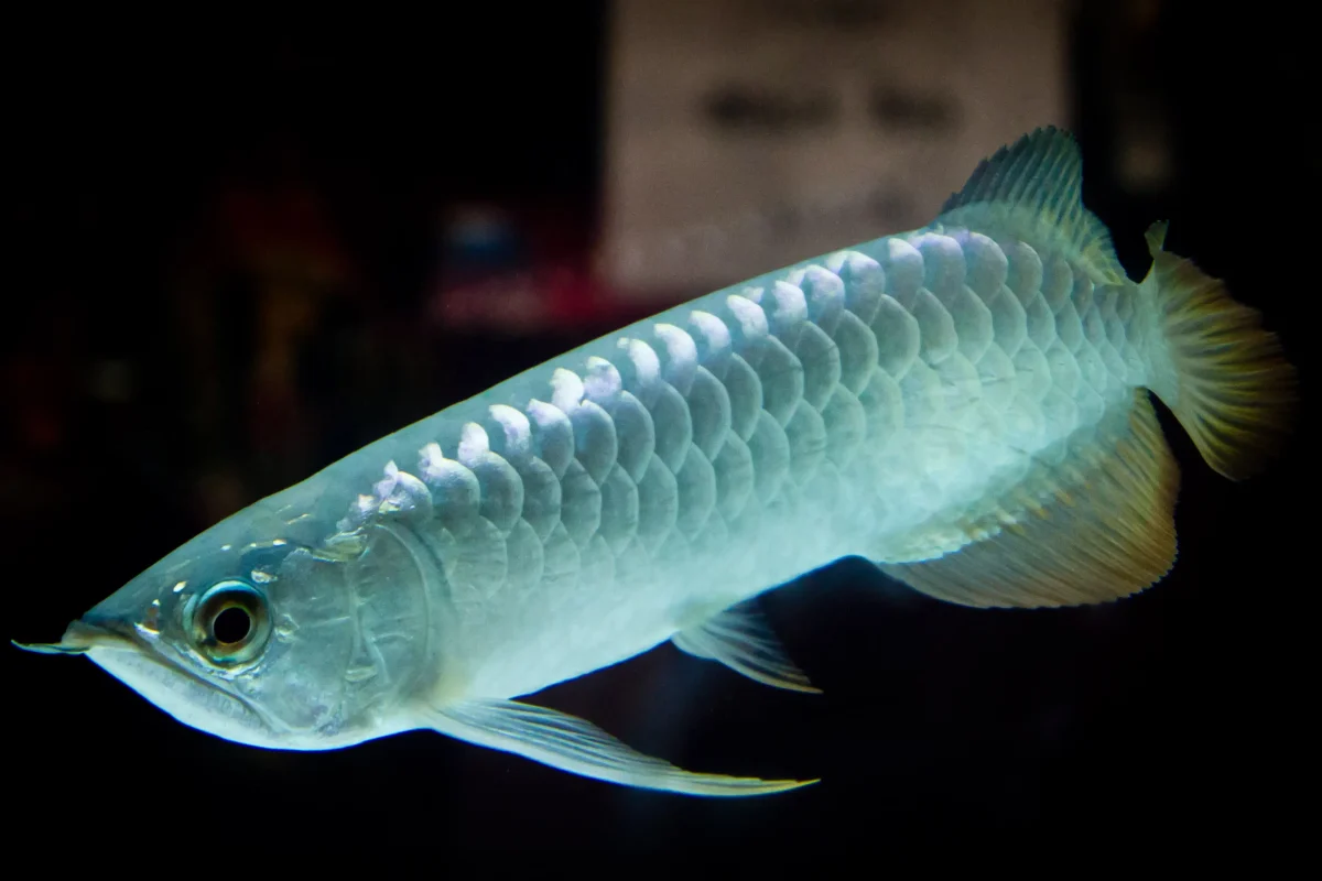 arowana fish names