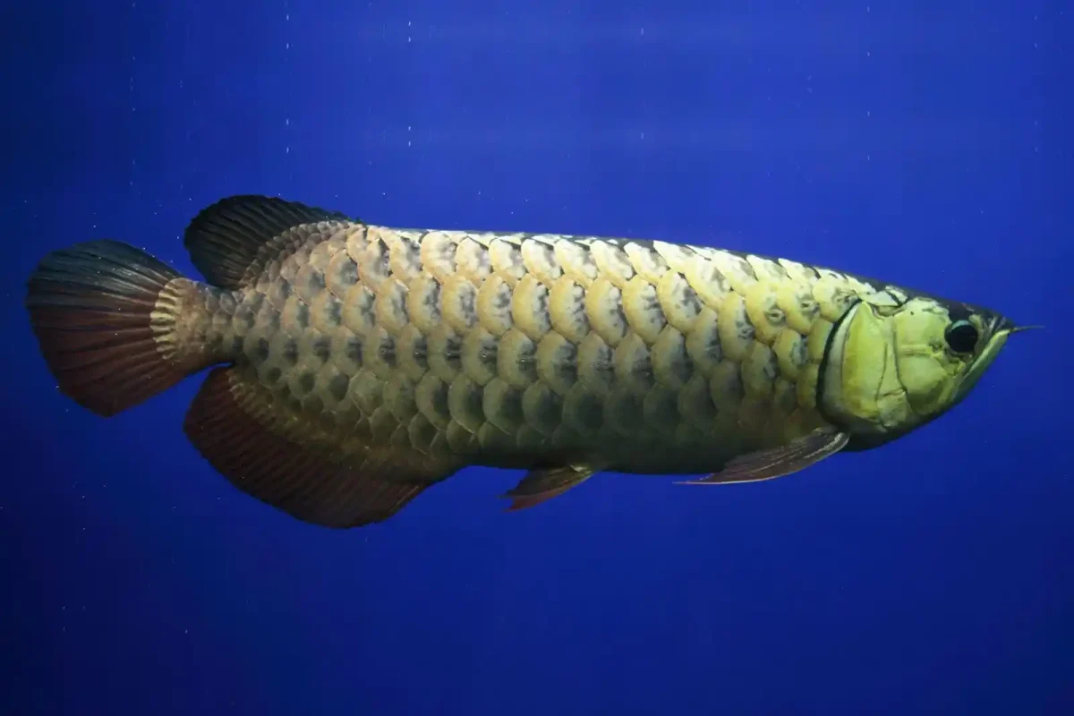 Arowana 101