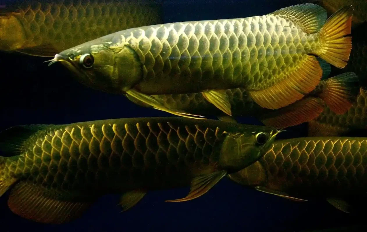 Arowana Fish for Sale Sri Lanka